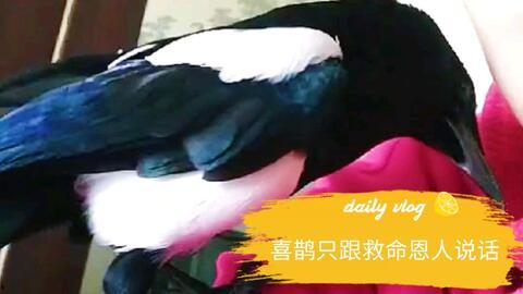 会说话的喜鹊视频,揭秘会说话喜鹊的神奇世界